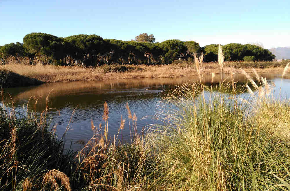 Gavà celebra el Día Mundial de las Aves con actividades en el Estany de la Murta
